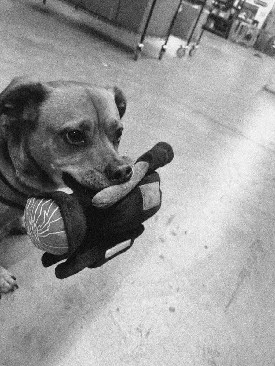 WKND HPX Dog Plushie
